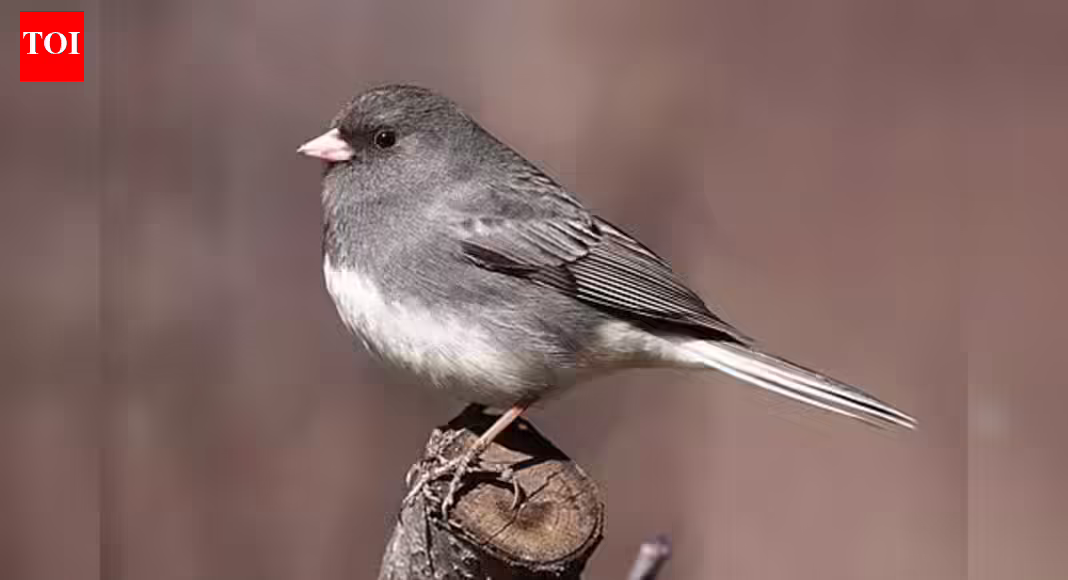 Shocking: COVID lockdowns quietly changed the shape of city birds’ beaks, study finds | - The Times of India