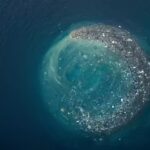 The Great Pacific Garbage Patch is becoming home to some aquatic species | - The Times of India