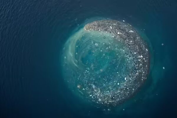 The Great Pacific Garbage Patch is becoming home to some aquatic species | - The Times of India