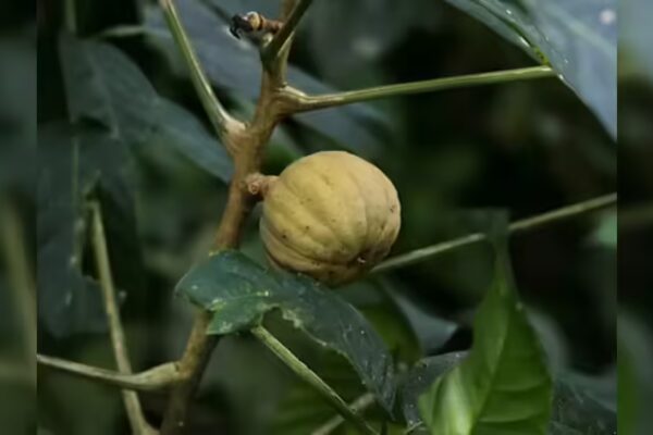 The tree that shoots seeds at 150 mph shows one of nature's fastest plant movements | - The Times of India