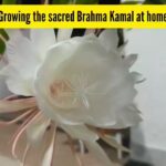 This rare Himalayan flower is said to bring good luck — How to grow sacred Brahma Kamal at home? - The Times of India