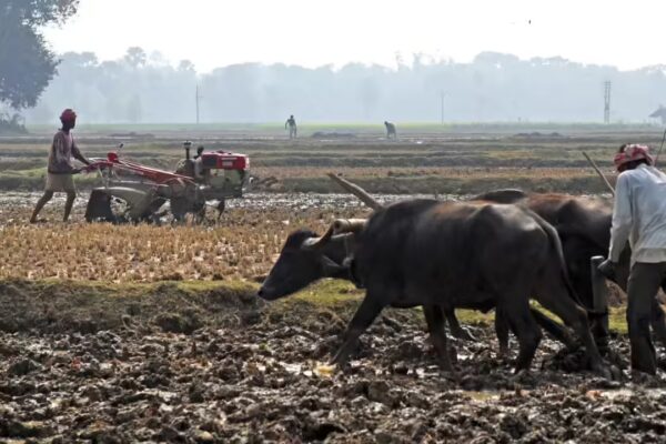 Union Budget 2026: Economists outline growth priorities, expect focus on jobs, farmers, MSMEs - The Times of India