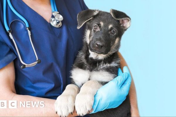 Vets under increasing pressure to make money for corporate owners, BBC told