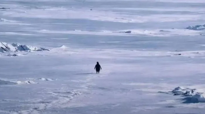 Why is lonely Antarctic penguin going viral on social media?