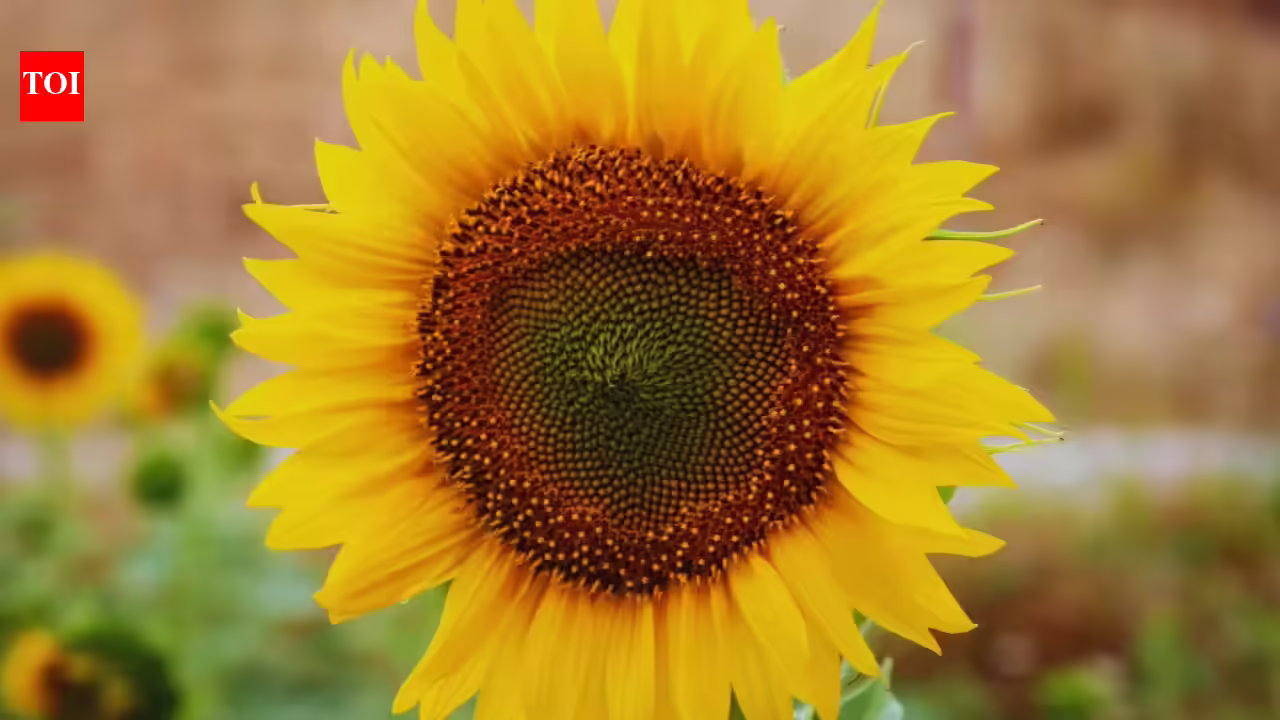 5 Vastu-approved flowering plants you must grow to attract luck and prosperity