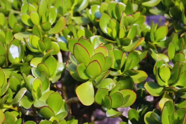 5 succulents that bring you good luck and prosperity