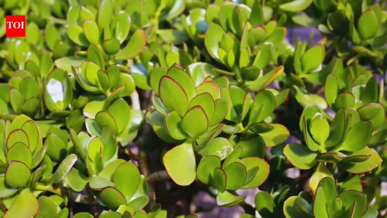 5 succulents that bring you good luck and prosperity