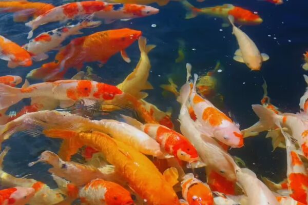 6 Vastu-recommended paintings you should have in your home to attract wealth and prosperity