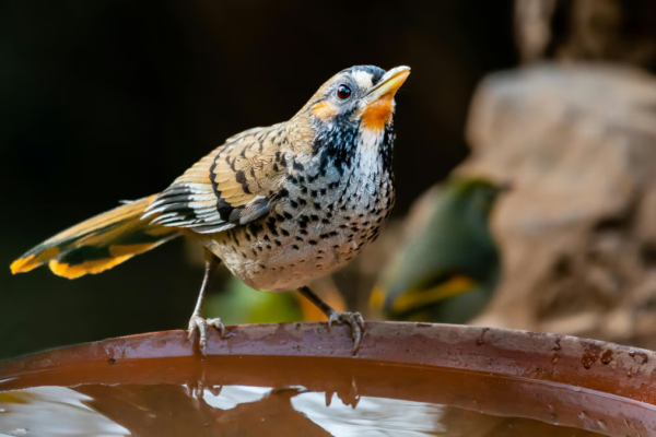 7 Best Birdwatching Spots In India