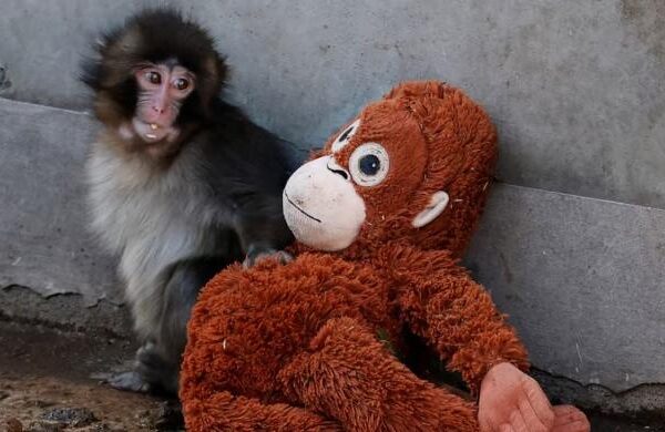 Abandoned baby monkey finds comfort in stuffed orangutan