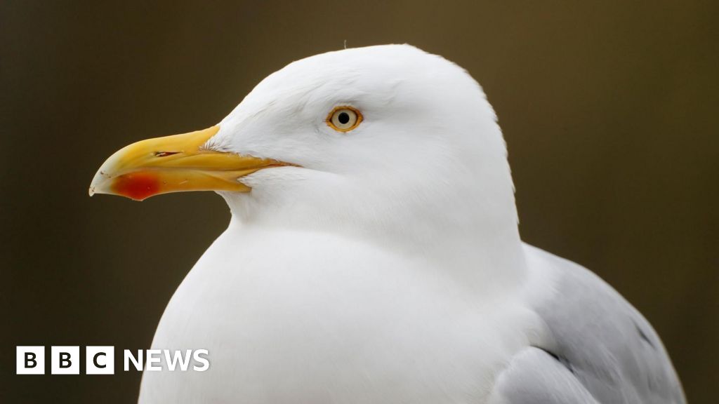 Birds: New marine strategy must deliver tangible action, RSPBNI says