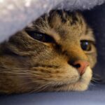 Can studying cats lead to breast cancer cures? - SUCH TV