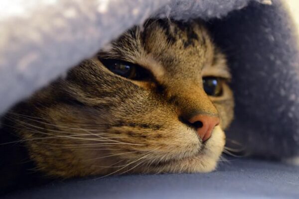 Can studying cats lead to breast cancer cures? - SUCH TV