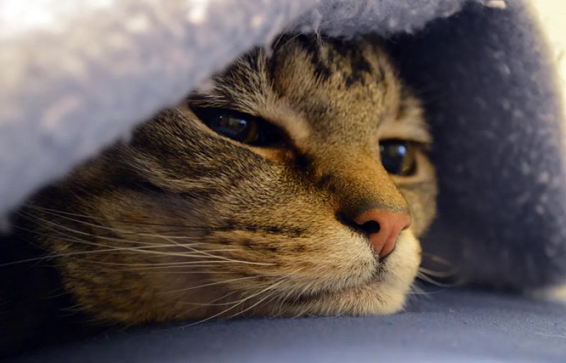 Can studying cats lead to breast cancer cures? - SUCH TV