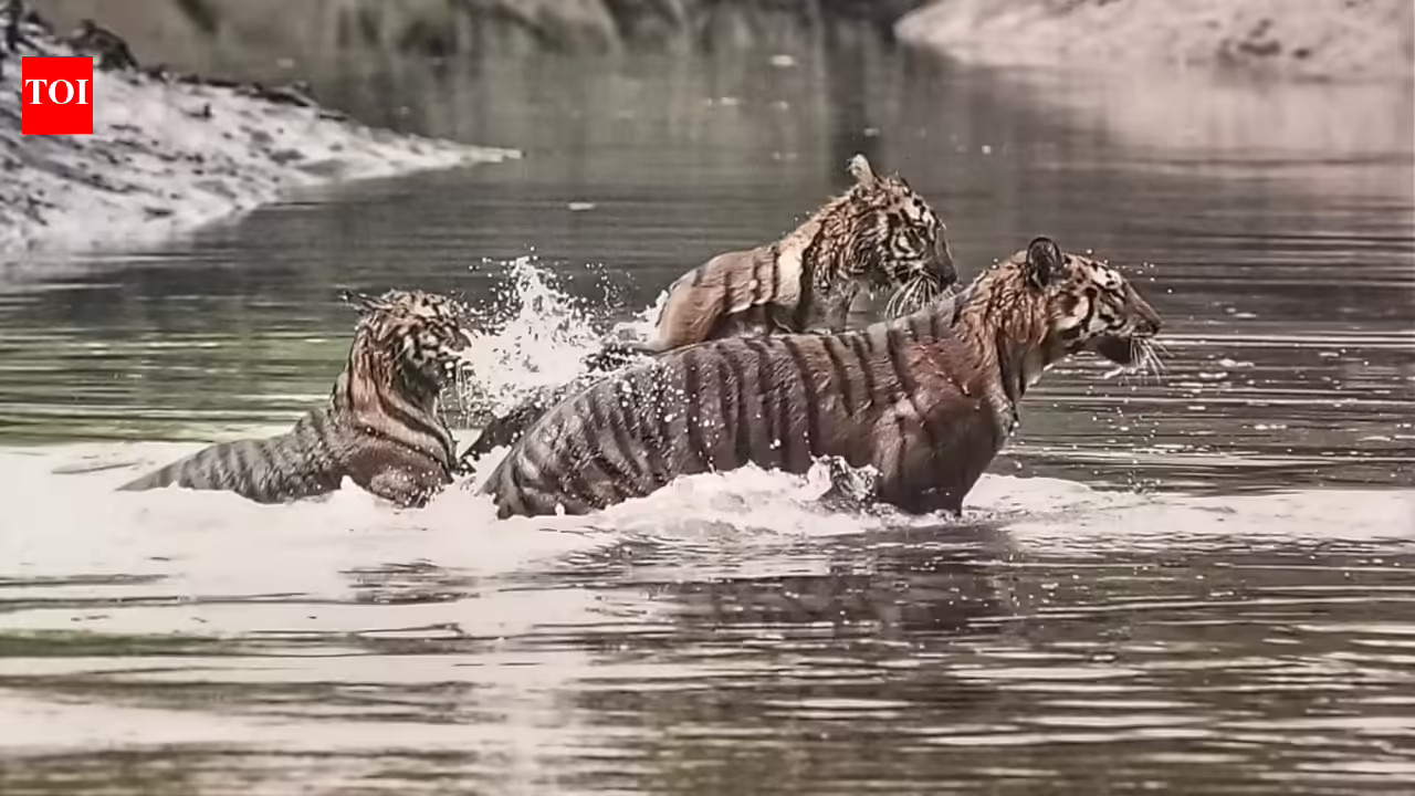 Climate change adds to woes of 'tiger widows' of Sunderbans | - The Times of India