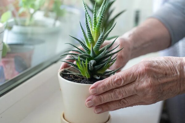 Common household plant could hold key to fighting Alzheimer's disease
