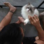 Could insight from cats lead to breast cancer cures?