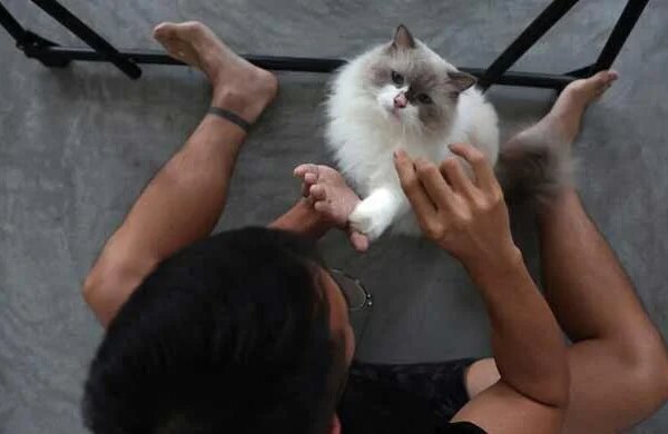 Could insight from cats lead to breast cancer cures?