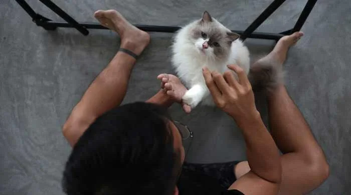 Could insight from cats lead to breast cancer cures?