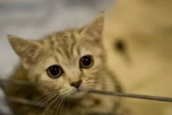 the ideal candidate must have gentle hands capable of petting and stroking cats for long periods of time photo afp file