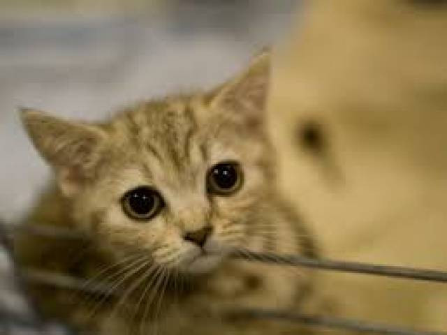 the ideal candidate must have gentle hands capable of petting and stroking cats for long periods of time photo afp file