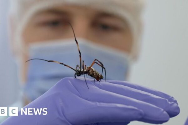 Could this spider's silk help repair nerve senses?