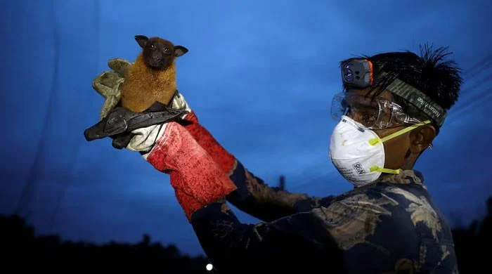 Deadly Nipah virus deemed 'limited' by scientists