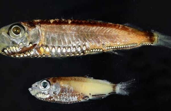 Deep-sea fish break the mold with novel visual system