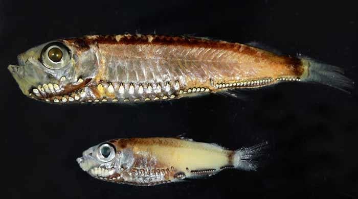 Deep-sea fish break the mold with novel visual system