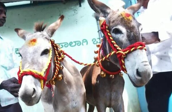 Donkeys 'tie the knot' in India on Valentine's Day
