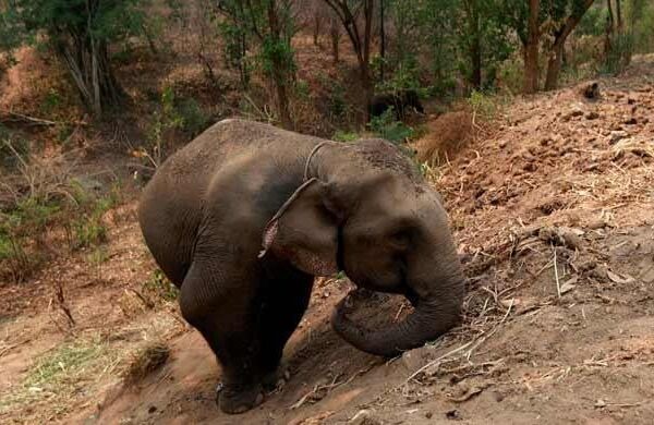 Elephant kills tourist at Thai national park