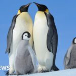 Emperor Penguins must change their feathers - it may now be killing them