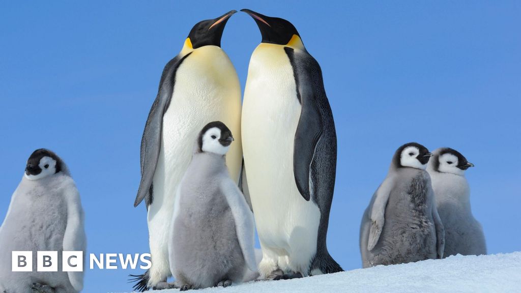 Emperor Penguins must change their feathers - it may now be killing them