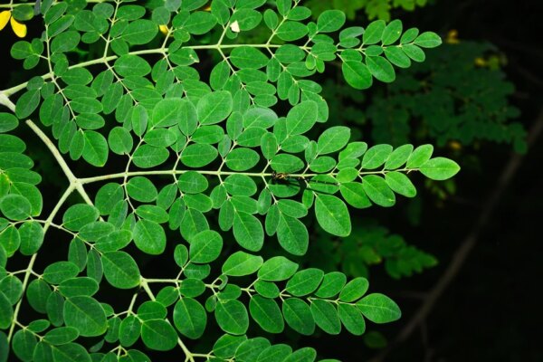 FDA investigating Salmonella outbreak connected to moringa powder