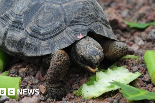 Giant tortoises return to Galápagos island after nearly 200 years