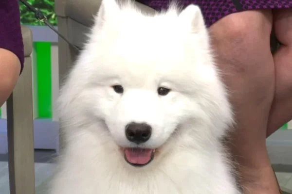 Handlers for former Westminster dog show winners talk preparation, what it takes and retirement