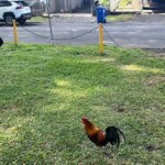 Hawaii residents may get OK to kill wild chickens