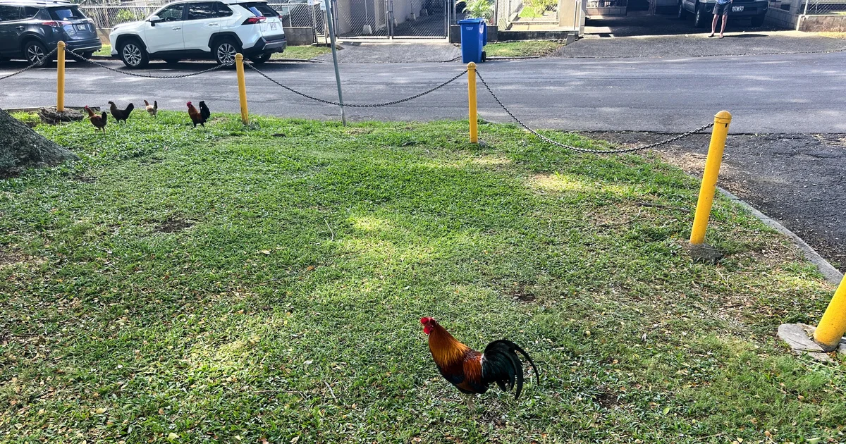 Hawaii residents may get OK to kill wild chickens