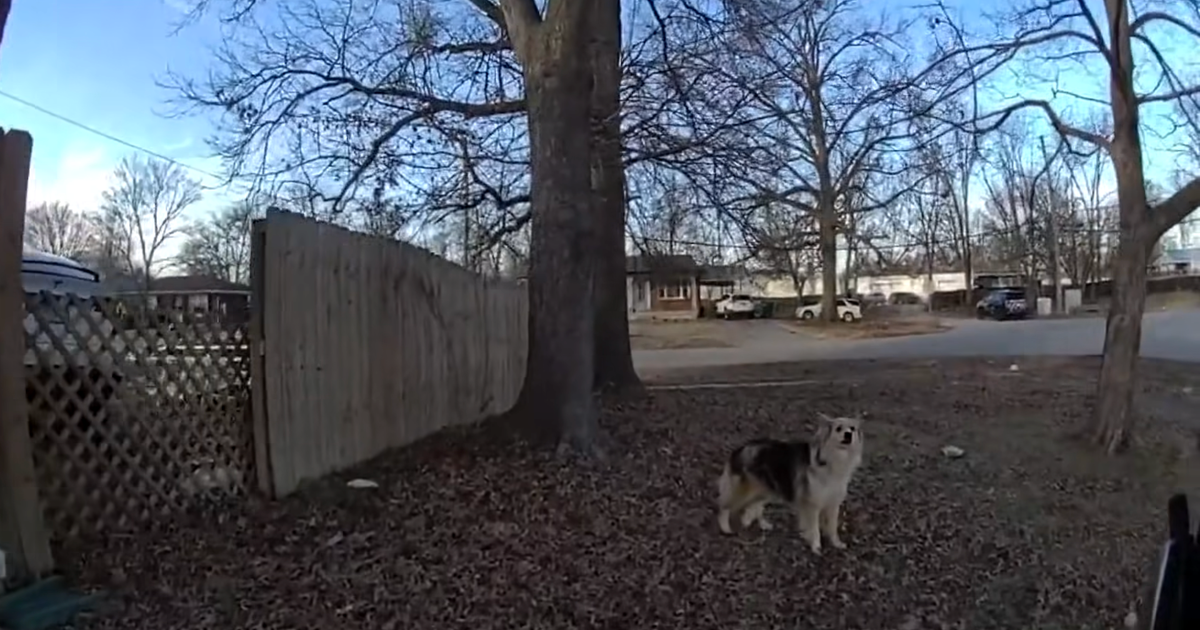 Hero dog leads officers straight to missing 3-year-old in newly released body cam video