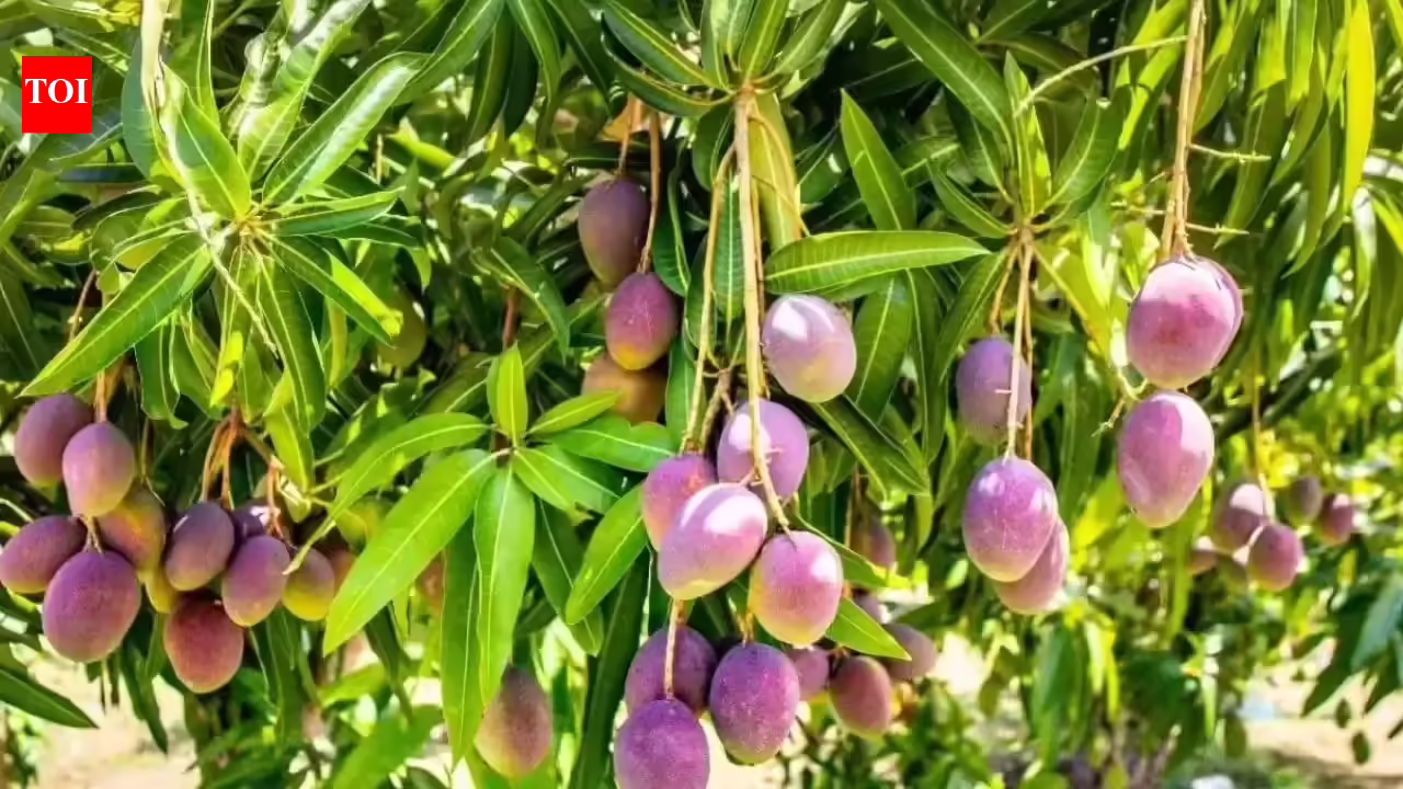 How to grow the world’s most expensive mango at home: Inside the Miyazaki mango terrace success | - The Times of India