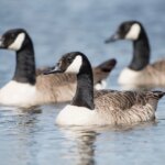 Hundreds of wild bird deaths reported across seven counties, prompting park closures