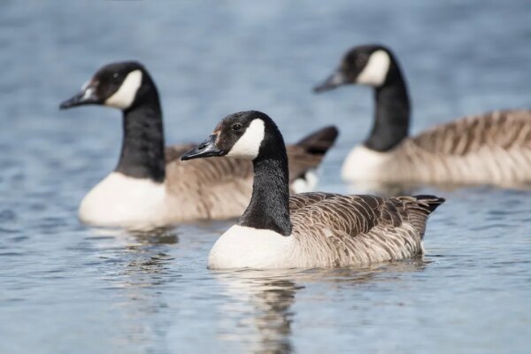 Hundreds of wild bird deaths reported across seven counties, prompting park closures