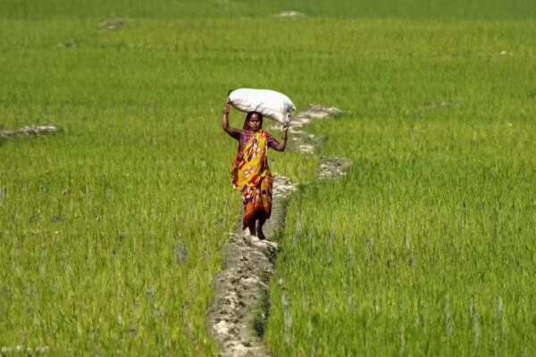 India offers limited access to agri goods; protects staples, dairy - The Times of India