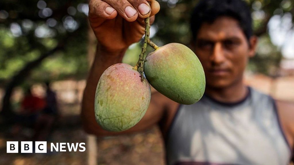 Indian mango farmers are urged to modernise