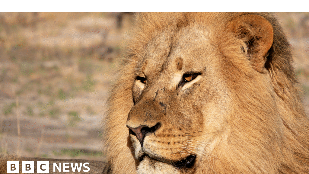 Lion DNA convicts poachers in world first