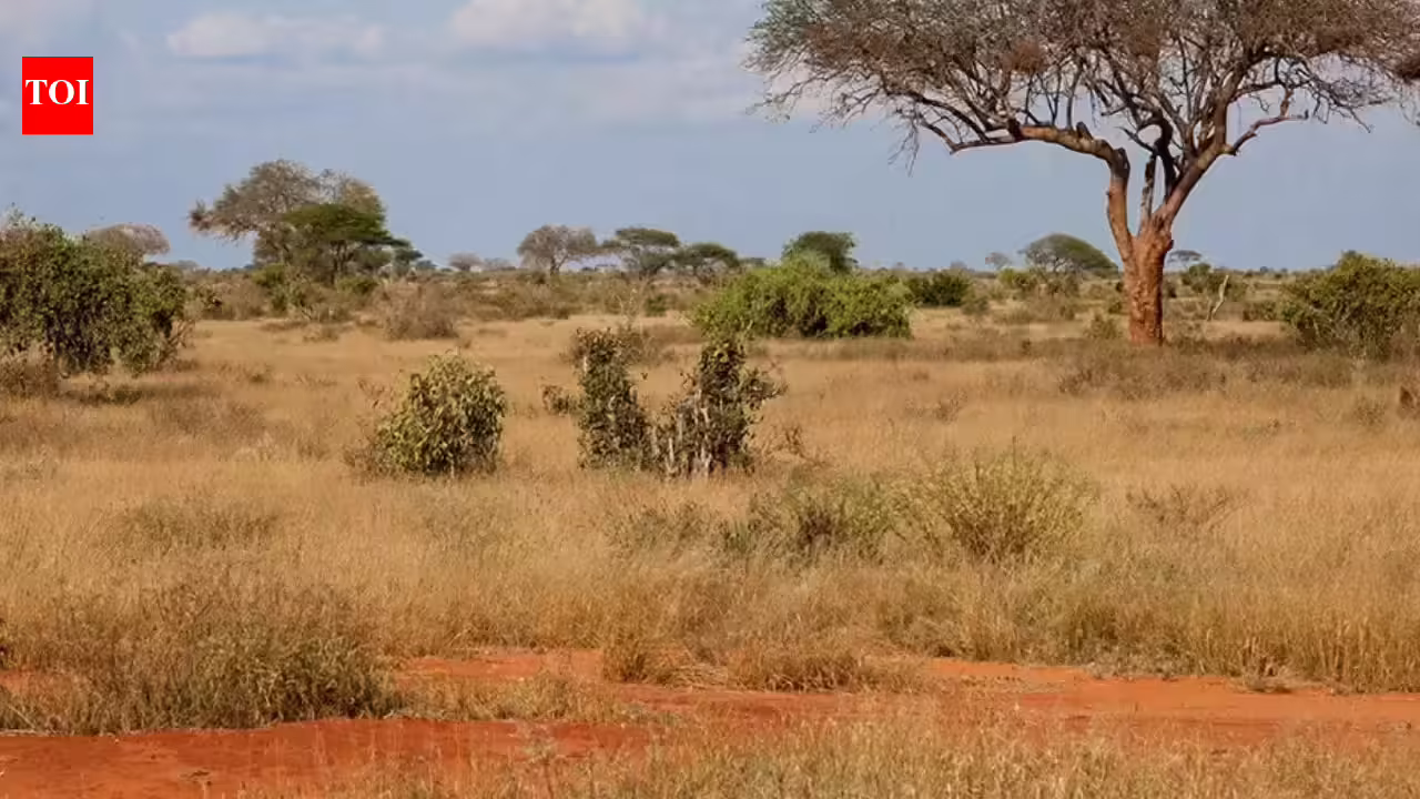 Michigan scientist uses 750-year-old Indian poems to show western India’s savannas were never ruined forests | - The Times of India