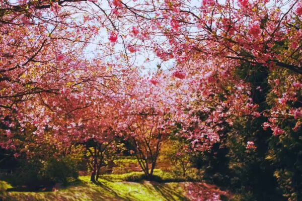 Mount Fuji cherry blossom festival cancelled due to overtourism - The Times of India