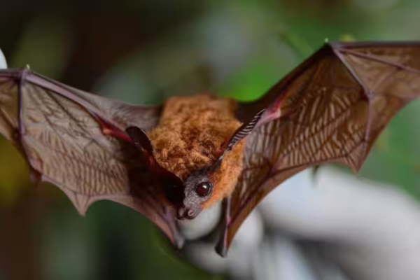 Nipah vs COVID-19: How the virus weakens immune defences and triggers deadly inflammation
