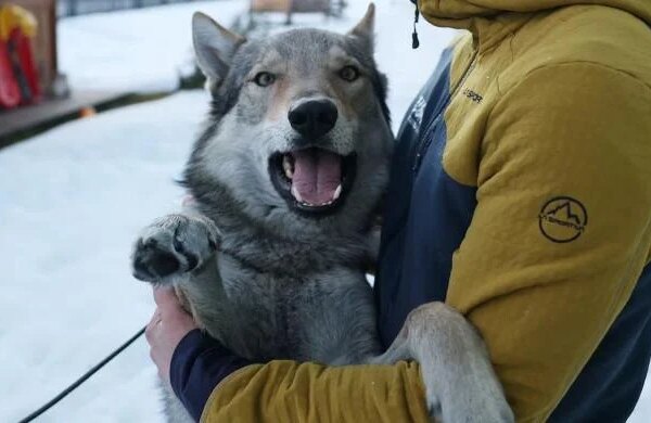 Owners recount panic after Nazgul gatecrashes race on doggy day out