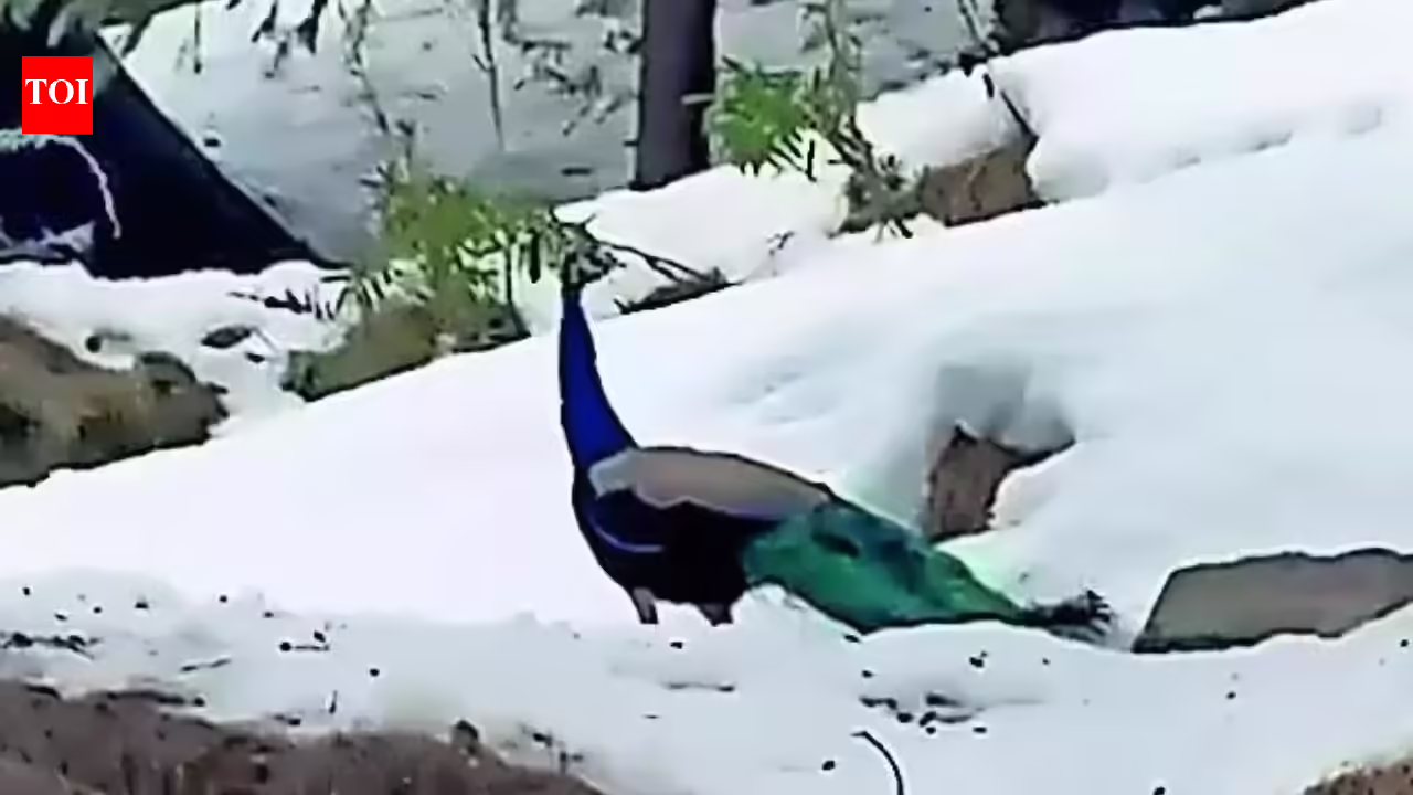 Peacocks at 6,000ft spark concerns over climate change impact | India News - The Times of India